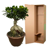 Ficus Microcarpa Ginseng - 50 cm - Ø25 cm - GREEN OASIS - SHOP Plantes vertes originales livrées à votre domicile