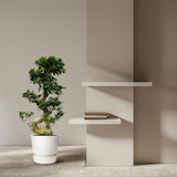 Ficus Microcarpa Ginseng - 80 cm - Ø27cm - GREEN OASIS - SHOP Plantes vertes originales livrées à votre domicile