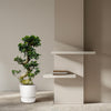 Ficus Microcarpa Ginseng - 80 cm - Ø27cm - GREEN OASIS - SHOP Plantes vertes originales livrées à votre domicile