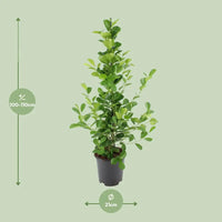 Ficus microcarpa Moclame - Ø21cm - ↕95cm Everspring