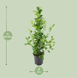 Ficus microcarpa Moclame - Ø21cm - ↕95cm Everspring