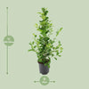 Ficus microcarpa Moclame - Ø21cm - ↕95cm Everspring