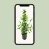 Ficus microcarpa Moclame - Ø21cm - ↕95cm Everspring