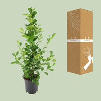 Ficus microcarpa Moclame - Ø21cm - ↕95cm Everspring