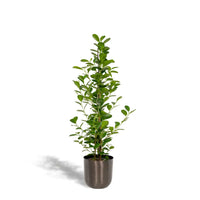 Ficus microcarpa Moclame - Ø21cm - ↕95cm + pot Mayk Lead Everspring