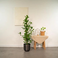 Ficus microcarpa Moclame - Ø21cm - ↕95cm + pot Mayk Lead Everspring