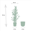 Ficus microcarpa Moclame - Ø21cm - ↕95cm + pot Mayk Lead Everspring
