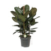 Ficus Robusta - Ø27cm - ↕90cm Everspring