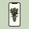 Ficus Robusta - Ø27cm - ↕90cm Everspring