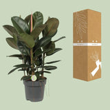 Ficus Robusta - Ø27cm - ↕90cm Everspring