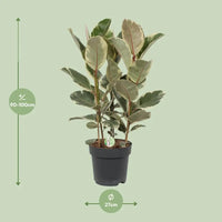 Ficus Tineke - Ø27cm - ↕85cm Everspring