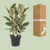 Ficus Tineke - Ø27cm - ↕85cm Everspring