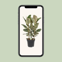 Ficus Tineke - Ø27cm - ↕85cm Everspring