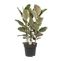 Ficus Tineke - Ø27cm - ↕85cm Everspring