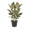 Ficus Tineke - Ø27cm - ↕85cm Everspring