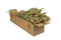 Fleurs séchées - Tarwe (Triticum) - Naturel - 4 buissons - ↕60 cm - GREEN OASIS - SHOP