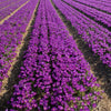 🌷 Flower Record Crocus violettes – 20 Bulbes à Fleurs – Taille 8+ - GREEN OASIS - SHOP