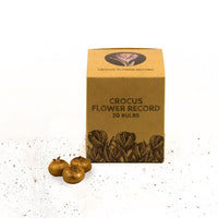 🌷 Flower Record Crocus violettes – 20 Bulbes à Fleurs – Taille 8+ - GREEN OASIS - SHOP