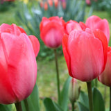 🌼 Flowerbulbs Amsterdam – Mélange Sauvage Durable – Pack Éco de 50 Bulbes pour 1 m² de Fleurs Vivaces et Naturelles - GREEN OASIS - SHOP