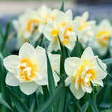 🌼 Flowerbulbs Amsterdam – Mélange Sauvage Durable – Pack Éco de 50 Bulbes pour 1 m² de Fleurs Vivaces et Naturelles - GREEN OASIS - SHOP