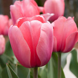 🌼 Flowerbulbs Amsterdam – Mélange Sauvage Durable – Pack Éco de 50 Bulbes pour 1 m² de Fleurs Vivaces et Naturelles - GREEN OASIS - SHOP