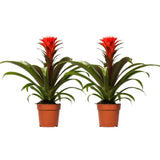 Guzmania Hope - 2 pièces - Ø12cm - ↕40cm - GREEN OASIS - SHOP