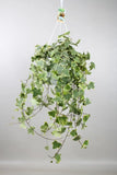 Hedera Helix Gold Child - Suspension/XXL - Ø24cm - ↕60cm - GREEN OASIS - SHOP Plantes vertes originales livrées à votre domicile