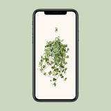 Hedera Helix Gold Child - Suspension/XXL - Ø24cm - ↕60cm - GREEN OASIS - SHOP Plantes vertes originales livrées à votre domicile