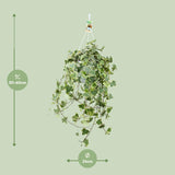 Hedera Helix Gold Child - Suspension/XXL - Ø24cm - ↕60cm - GREEN OASIS - SHOP Plantes vertes originales livrées à votre domicile
