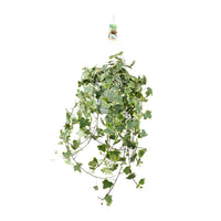 Hedera Helix Gold Child - Suspension/XXL - Ø24cm - ↕60cm - GREEN OASIS - SHOP Plantes vertes originales livrées à votre domicile
