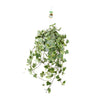 Hedera Helix Gold Child - Suspension/XXL - Ø24cm - ↕60cm - GREEN OASIS - SHOP Plantes vertes originales livrées à votre domicile