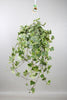 Hedera Helix Gold Child - Suspension/XXL - Ø24cm - ↕60cm - GREEN OASIS - SHOP Plantes vertes originales livrées à votre domicile