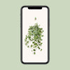 Hedera Helix Gold Child - Suspension/XXL - Ø24cm - ↕60cm - GREEN OASIS - SHOP Plantes vertes originales livrées à votre domicile