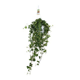 Hedera Helix Pitsburg - Suspendre/XXL - Ø17cm - ↕45cm - GREEN OASIS - SHOP Plantes vertes originales livrées à votre domicile