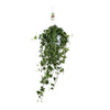 Hedera Helix Pitsburg - Suspendre/XXL - Ø17cm - ↕45cm - GREEN OASIS - SHOP Plantes vertes originales livrées à votre domicile