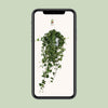 Hedera Helix Pitsburg - Suspendre/XXL - Ø17cm - ↕45cm - GREEN OASIS - SHOP Plantes vertes originales livrées à votre domicile