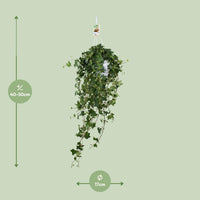Hedera Helix Pitsburg - Suspendre/XXL - Ø17cm - ↕45cm - GREEN OASIS - SHOP Plantes vertes originales livrées à votre domicile
