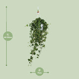 Hedera Helix Pitsburg - Suspendre/XXL - Ø17cm - ↕45cm - GREEN OASIS - SHOP Plantes vertes originales livrées à votre domicile