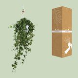Hedera Helix Pitsburg - Suspendre/XXL - Ø17cm - ↕45cm - GREEN OASIS - SHOP Plantes vertes originales livrées à votre domicile