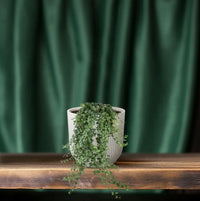 Hedera Helix Pitsburg - Suspension/XXL - Ø24cm - ↕60cm - GREEN OASIS - SHOP