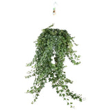 Hedera Helix Pitsburg - Suspension/XXL - Ø24cm - ↕60cm - GREEN OASIS - SHOP
