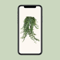 Hedera Helix Pitsburg - Suspension/XXL - Ø24cm - ↕60cm - GREEN OASIS - SHOP