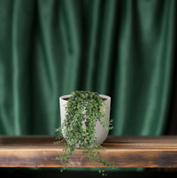 Hedera Helix Pitsburg - Suspension/XXL - Ø24cm - ↕60cm - GREEN OASIS - SHOP