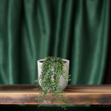 Hedera Helix Pitsburg - Suspension/XXL - Ø24cm - ↕60cm - GREEN OASIS - SHOP