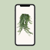Hedera Helix Pitsburg - Suspension/XXL - Ø24cm - ↕60cm - GREEN OASIS - SHOP