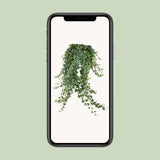 Hedera Helix Pitsburg - Suspension/XXL - Ø24cm - ↕60cm - GREEN OASIS - SHOP