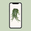 Hedera Helix Pitsburg - Suspension/XXL - Ø24cm - ↕60cm - GREEN OASIS - SHOP