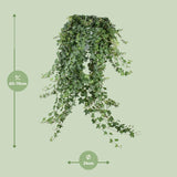 Hedera Helix Pitsburg - Suspension/XXL - Ø24cm - ↕60cm - GREEN OASIS - SHOP