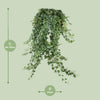 Hedera Helix Pitsburg - Suspension/XXL - Ø24cm - ↕60cm - GREEN OASIS - SHOP