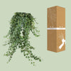 Hedera Helix Pitsburg - Suspension/XXL - Ø24cm - ↕60cm - GREEN OASIS - SHOP